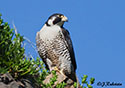 Falco  peregrinus